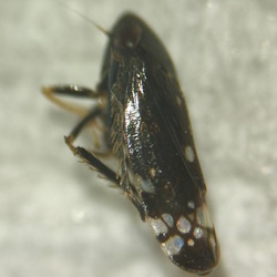 Neoaliturus albilacustris